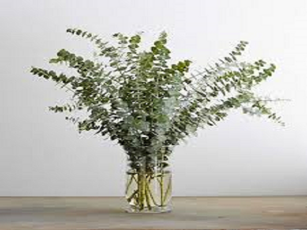 Eucalyptus Type Fragrance Oil