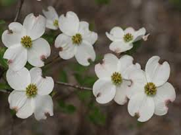 Amazing Grace by Philosophy Type Fragrance Oil