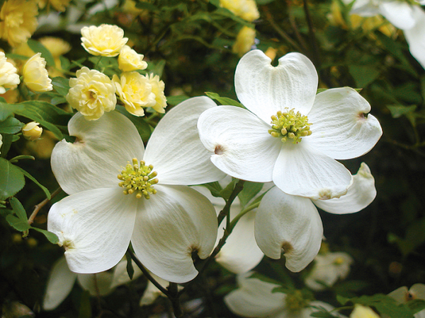 CLOSEOUT Flowering Dogwood Type Fragrance Oil