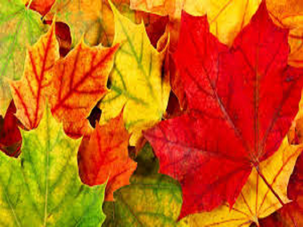 CLOSEOUT Fall Leaves Type Fragrance Oil