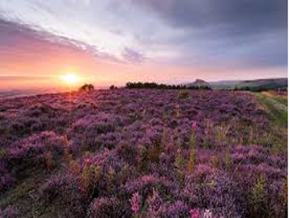 CLOSEOUT Heather by Peak Type Fragrance Oil