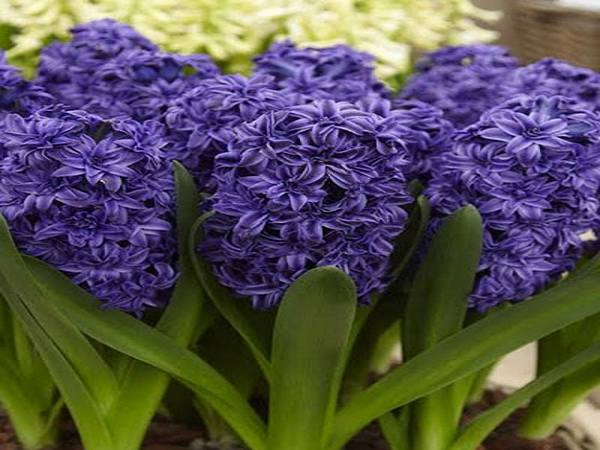 Wild Hyacinth by Mad Oils Type Fragrance Oil