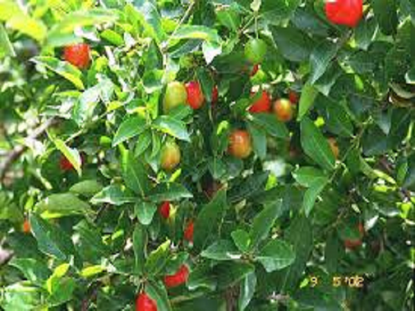 CLOSEOUT Jamaican Fruit Type Fragrance Oil