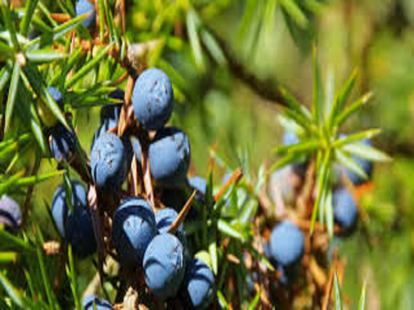 Juniper Type Fragrance Oil
