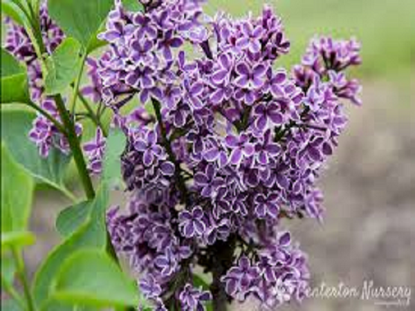 Lilac Type Fragrance Oil
