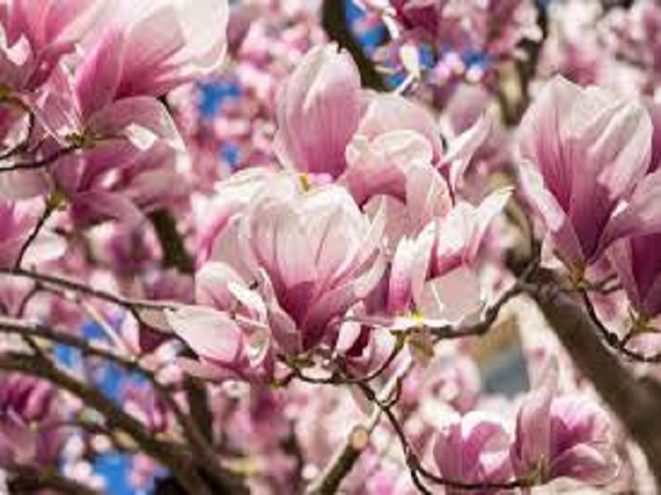 Magnolia Blossom Type Fragrance Oil