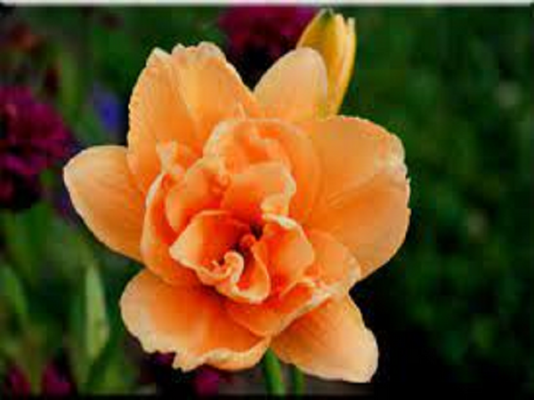 Peach Magnolia Type Fragrance Oil