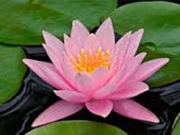 Pure Seduction by VS Type Fragrance Oil