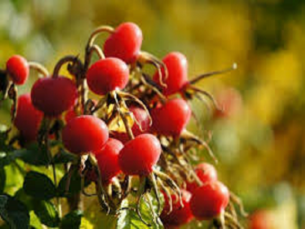 Woodland Berries Type Fragrance Oil