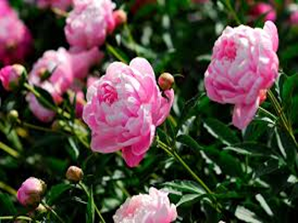 Peony by BBW Type Fragrance Oil