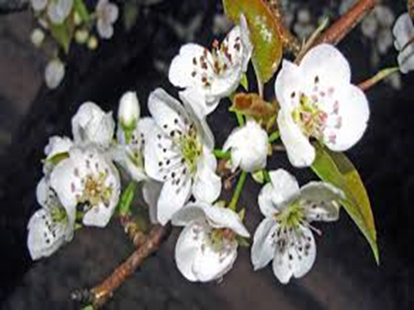 Pear Blossom by BBW Type Fragrance Oil