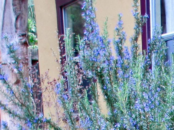 Refreshing Rosemary Type Fragrance Oil