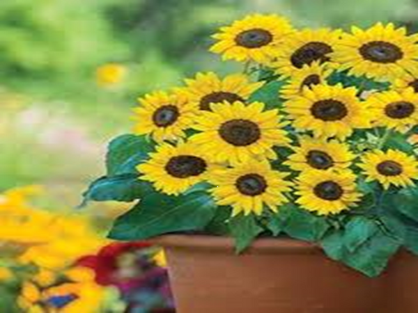 Sunflower by Peak Type Fragrance Oil