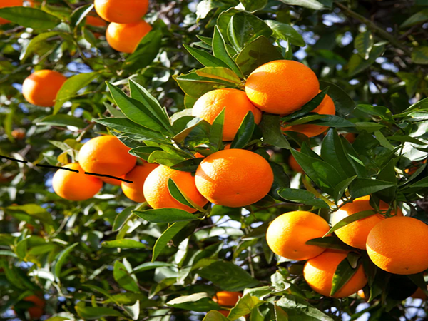 Tropical Tangerine Type Fragrance Oil