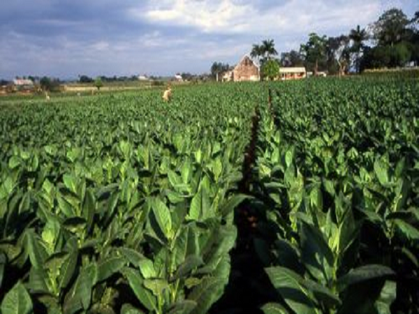 Cuban Tobacco by Rustic Escentuals Type Fragrance Oil