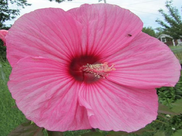 Hawaiian Pink Hibiscus by BBW Type Fragrance Oil