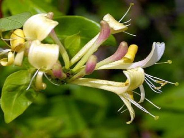 Honeysuckle Type Fragrance Oil