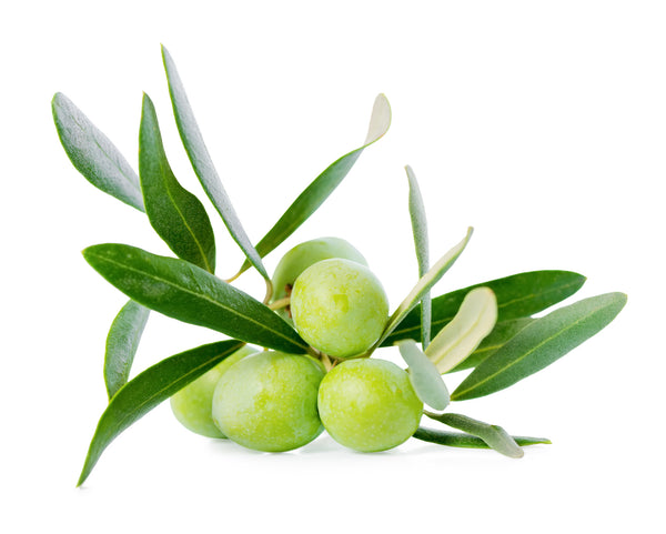 The Olive Branch by Lush Type Fragrance Oil