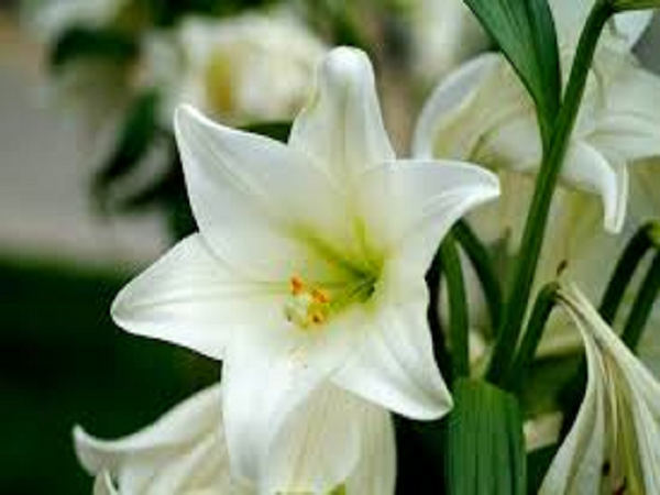 White Lily & Amber by Peak Type Fragrance Oil