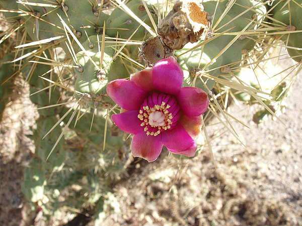 Baja Cactus Blossom by BBW Type Fragrance Oil