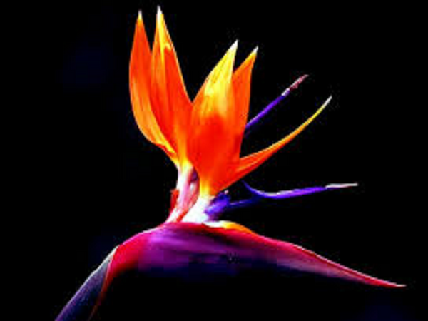 Bird of Paradise Type Fragrance Oil