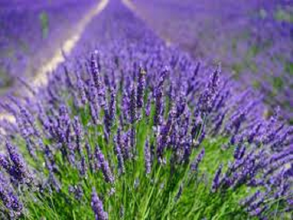 Lavender Type Fragrance Oil