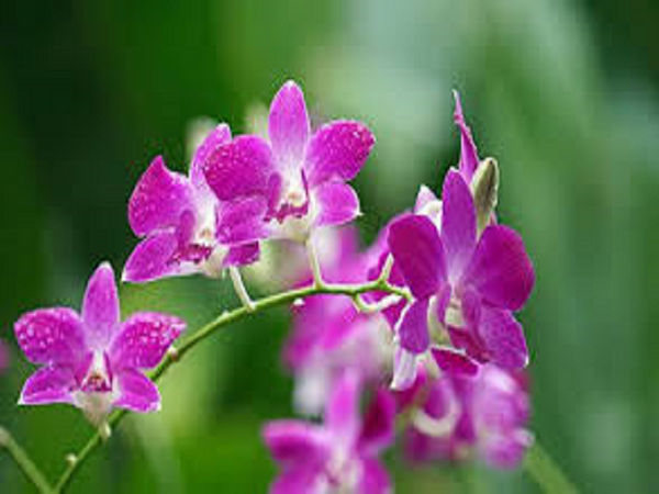 Princess Orchid Type Fragrance Oil