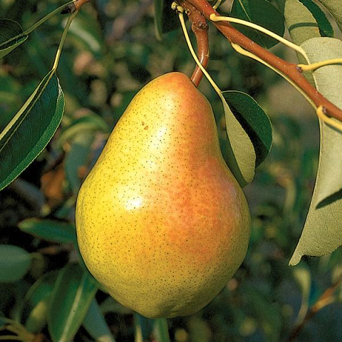 Pearberry by BBW Type Fragrance Oil