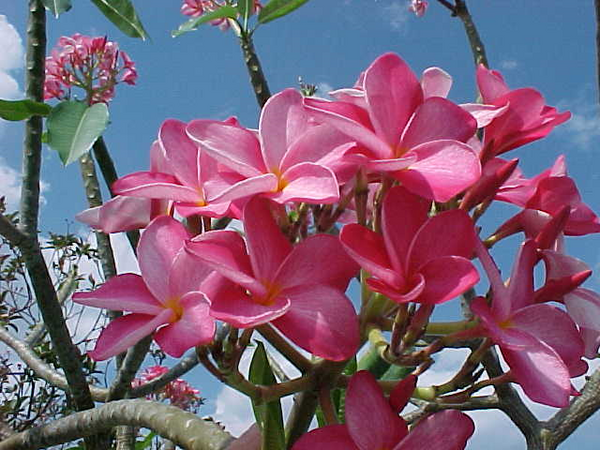 Plumeria Type Fragrance Oil