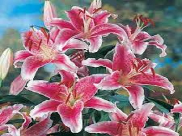 Stargazer Lily by YC Type Fragrance Oil