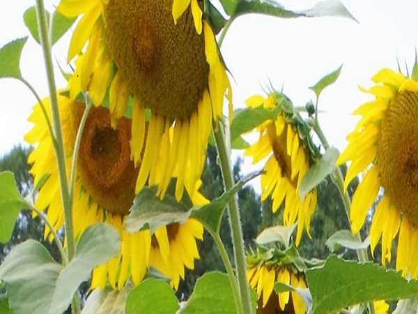 Sunflower by Peak Type Fragrance Oil