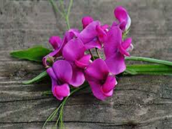 Sweet Pea by BBW Type Fragrance Oil