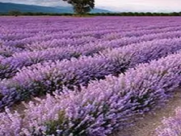 True Lavender Type Fragrance Oil