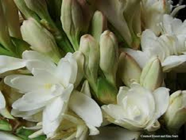 Tuberose Type Fragrance Oil